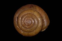 藏品(淡水蝸牛)的圖片